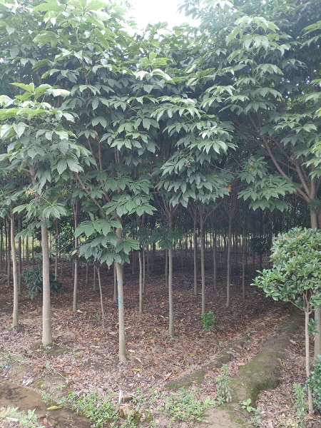 陕西七叶树基地 