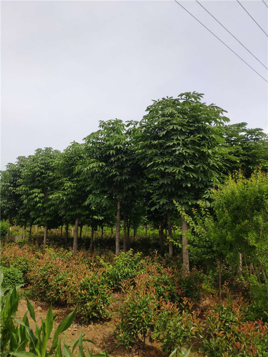 陕西七叶树基地 