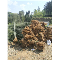 陕西竹子基地 