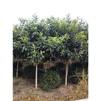 陕西枇杷树 