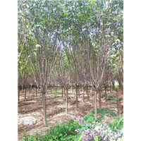 陕西樱花基地 