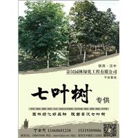 陕西七叶树 
