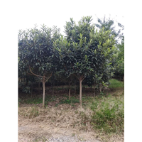 陕西枇杷树 