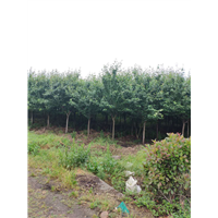 陕西巨紫荆 