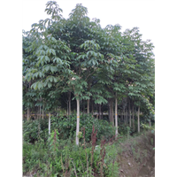 陕西七叶树基地 