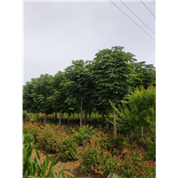 陕西七叶树基地 