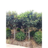 陕西枇杷树 