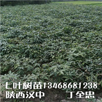 陕西七叶树 