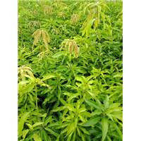芒果苗#海南芒果苗