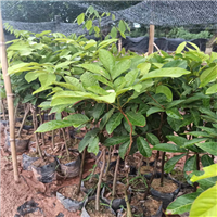 海南菠萝蜜苗**价格