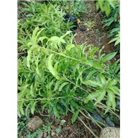芒果苗#海南芒果苗