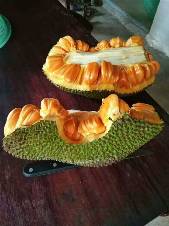泰国红肉菠萝蜜苗