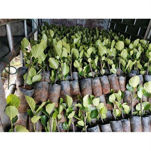 买苗在哪里菠萝蜜