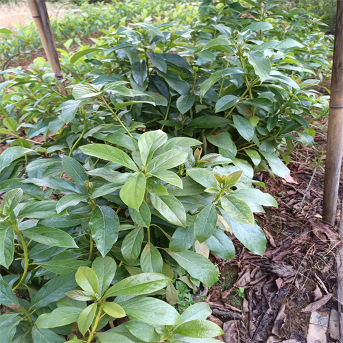 海南菠萝蜜苗介绍