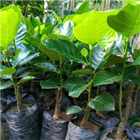 越南菠萝蜜好还是海南好