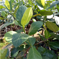 珍珠菠萝蜜苗哪里有卖