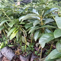 海南菠萝蜜苗优质货源