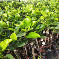 有马来6号菠萝蜜苗卖吗