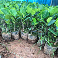 海南菠萝蜜苗最新价格