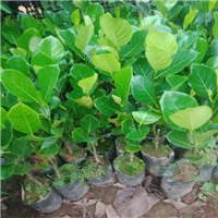 海南菠萝蜜苗南方种植盆栽