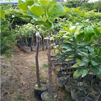 海南红肉菠萝蜜苗-海南浦田苗圃有限公司