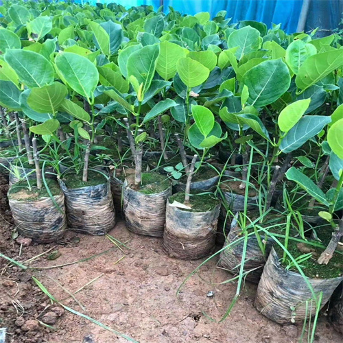 海南菠萝蜜苗最新价格
