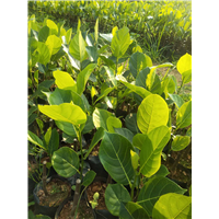 五号红肉菠萝蜜苗