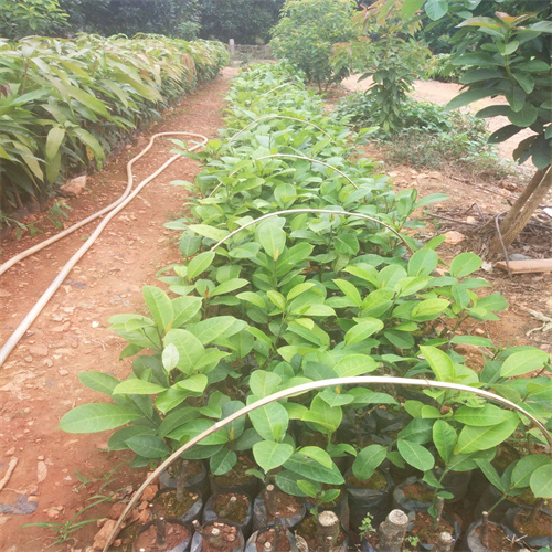 马来西亚1号菠萝蜜苗