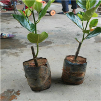 泰国八号菠萝蜜苗