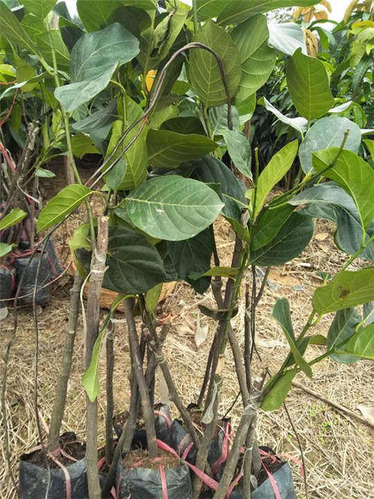 越南红肉菠萝蜜苗