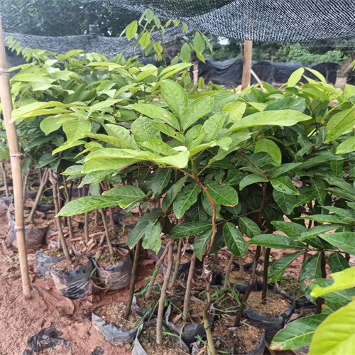 海南菠萝蜜苗**价格