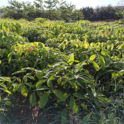 海南菠萝蜜苗真实图片