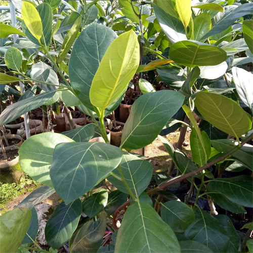珍珠菠萝蜜苗哪里有卖