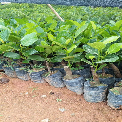 菠萝蜜刚发芽叶子图片