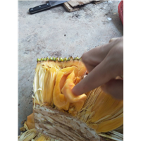 五号红肉菠萝蜜苗