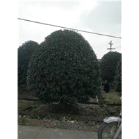 金桂