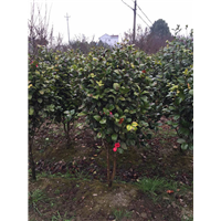 山茶花
