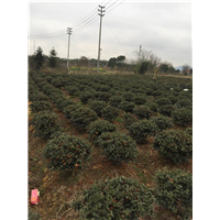 茶梅球