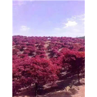 红枫