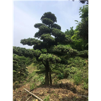 造型罗汉松