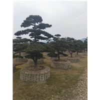 造型五针松