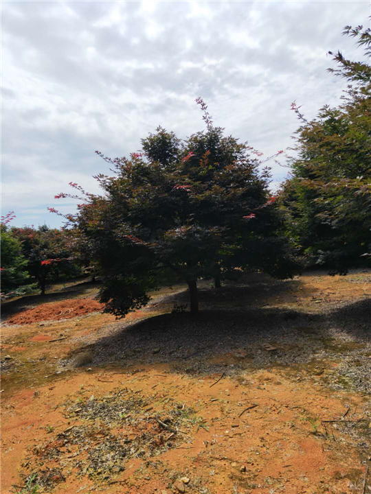 红枫1