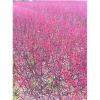 日本红枫小苗
