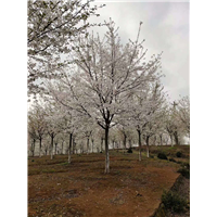 高杆早樱