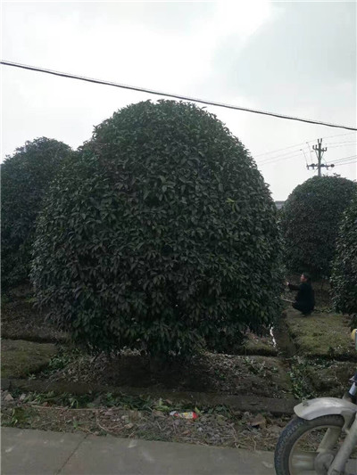 金桂
