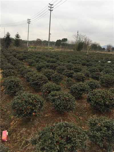 茶梅球