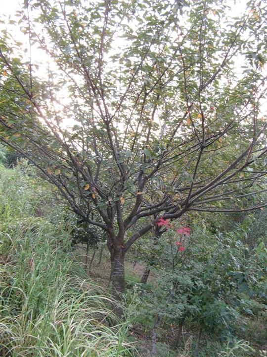 浙江樱花—日本樱花 