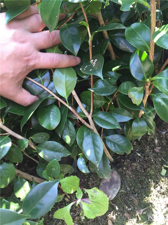 茶梅小苗