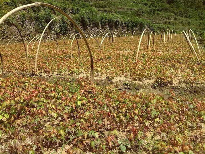 红枫鸡爪槭芽苗