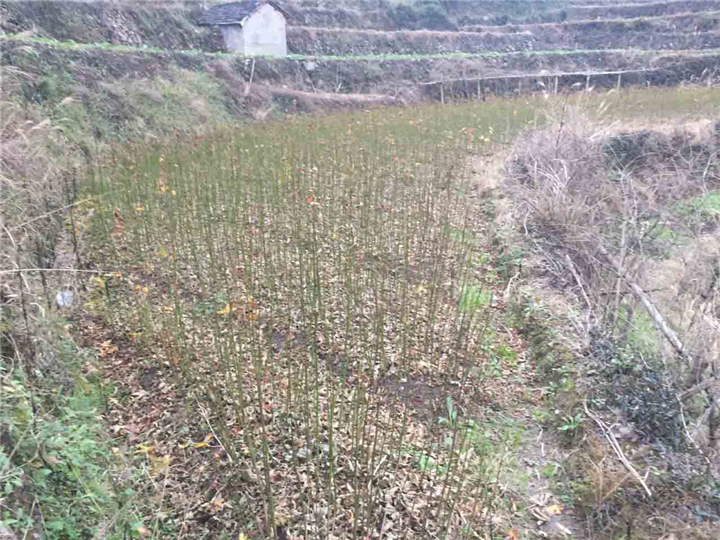 青枫小苗